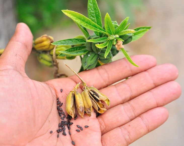 Organic Black Sesame Seeds - Image 4