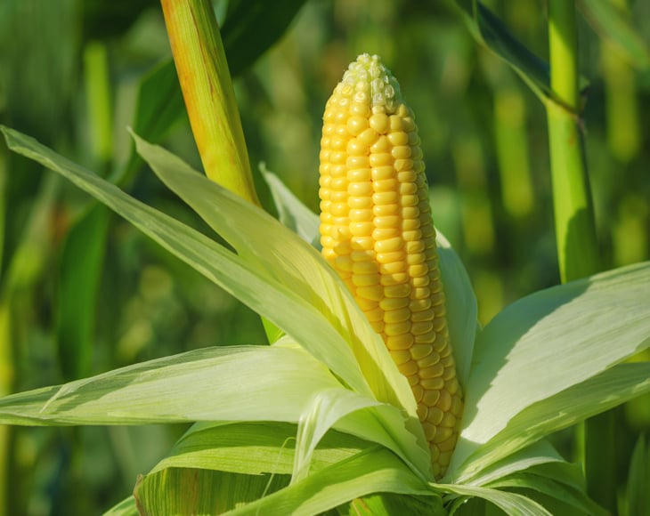 Organic Yellow Polenta - Image 5