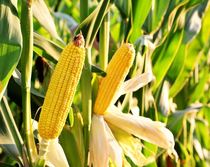 Organic Whole Yellow Corn - Image 3
