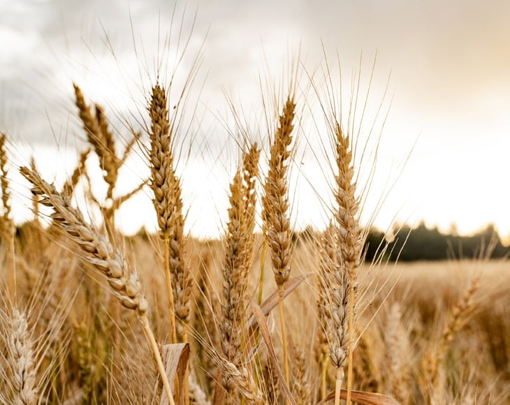 Organic Whole Wheat Pastry Flour - Image 5