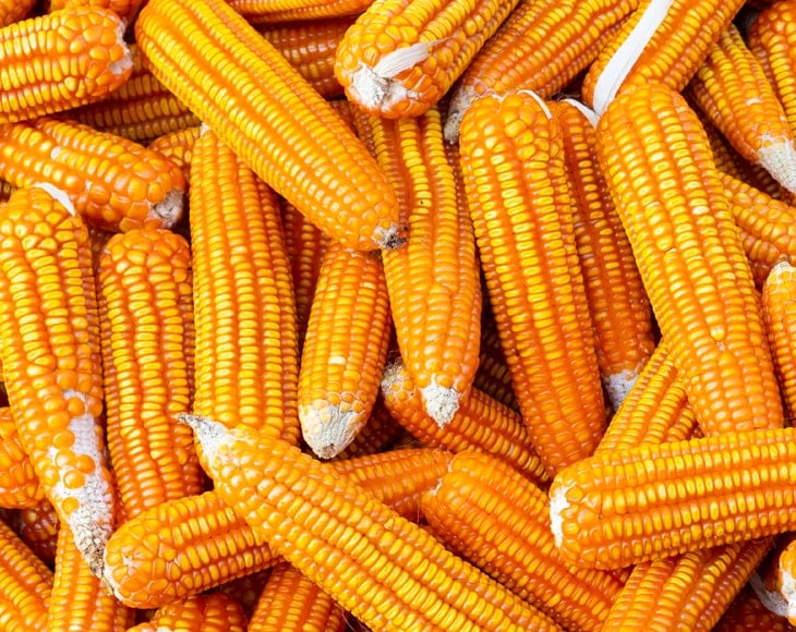 Organic Yellow Popcorn - Image 5